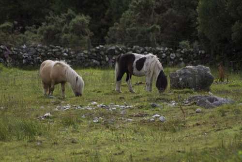 Miniature Pony Horses Stone Wall Pasture Ireland
