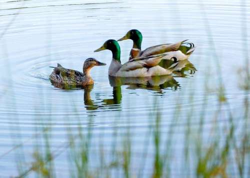 ducks birds waterfowl mallards pond