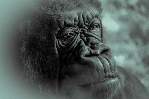 Gorilla ape primate 