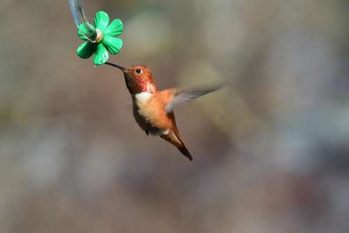 rufous hummingbird bird