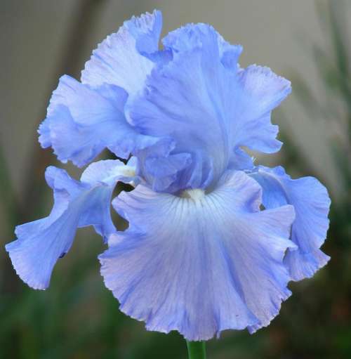 iris bearded iris blue flower plant