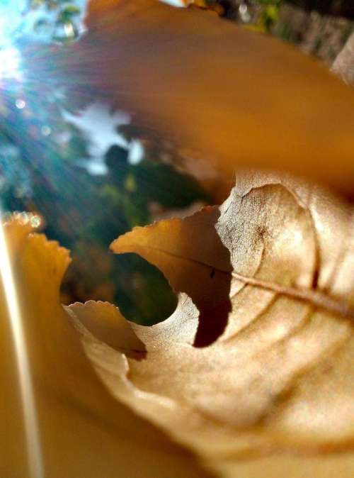 leaf closeup brown winter