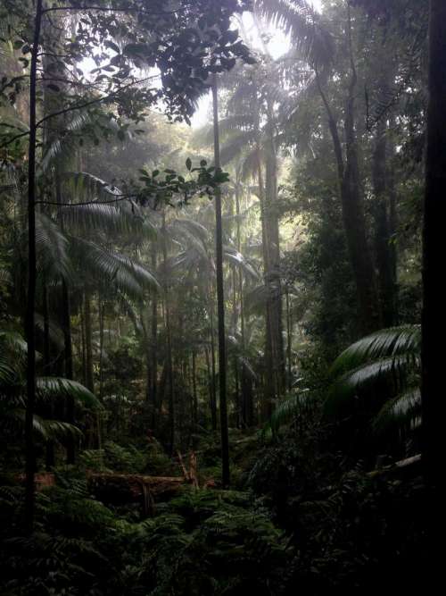 Australia tropical tropical forest rain forest forest