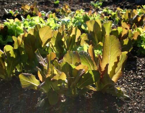 #leafygreens lettuce vegetable garden vegetables organic gardening