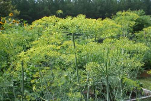 dill dill herb herb herbalism flowers