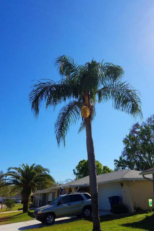 palm tree fronds Florida