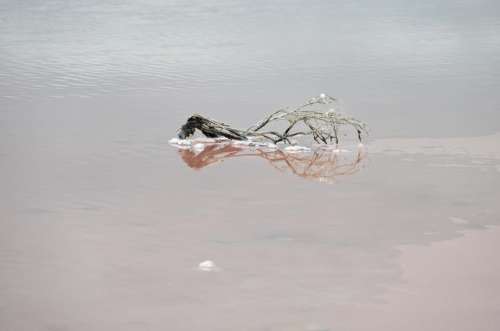 salt marsh lake water dead branch