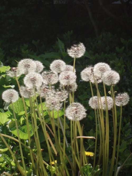 Dandelion Taraxacum Officinale Plant Nature