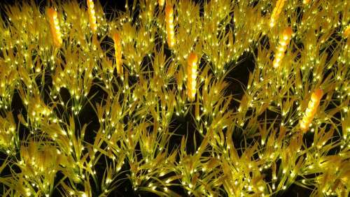 light lights decorations decoration wheat