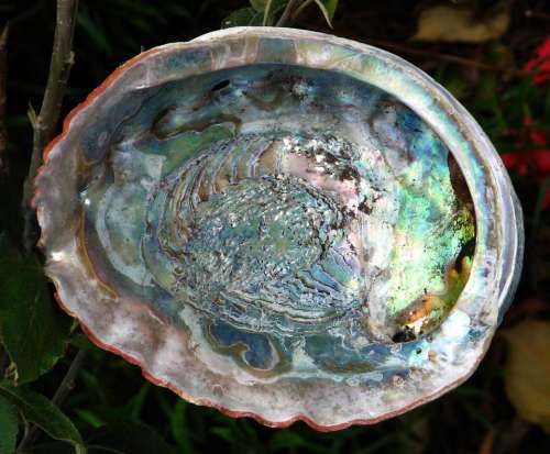 abalone shell iridescent colorful mother-of-pearl
