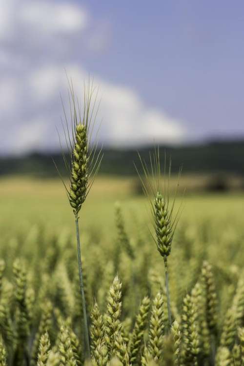Grain wheat field plant