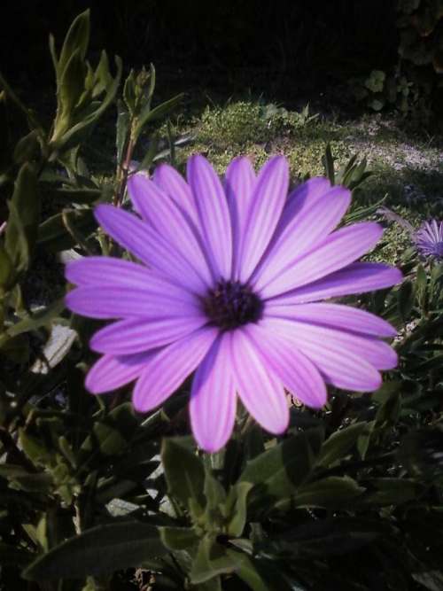 daisy flower purple flower garden floral 