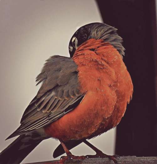 bird animal wildlife robin songbird