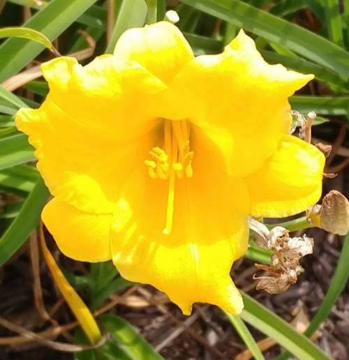 yellow flower bloom daffodil