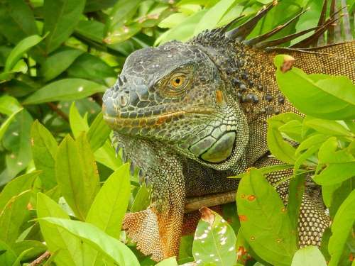 reptile iguana