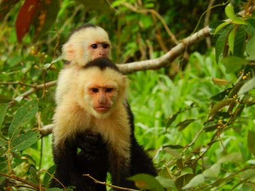 monkey Capuchin mammal wildlife