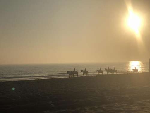 Horses beach seashore horseback 