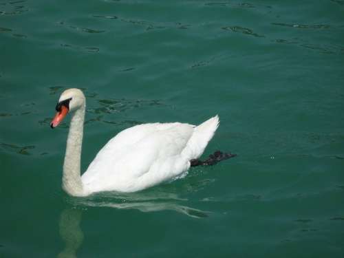 swan bird animal lake water