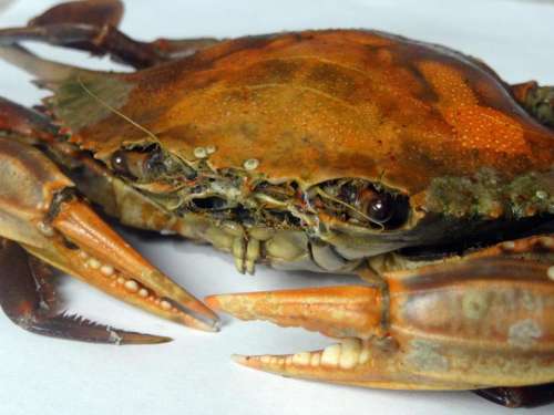 crab animal food shell claws