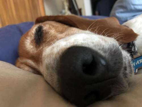 sleeping dog bagel beagle basset