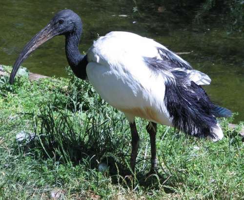 sacred ibis ibis beak bird Egypt