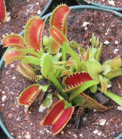 Venus Fly Trap carnivorous plant carnivore exotic