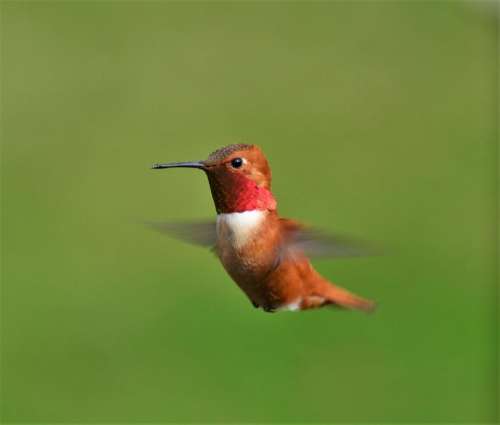 rufous hummingbird bird