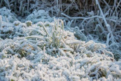 frost winter grass white cold