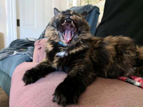 cat yawn feline pet #cats