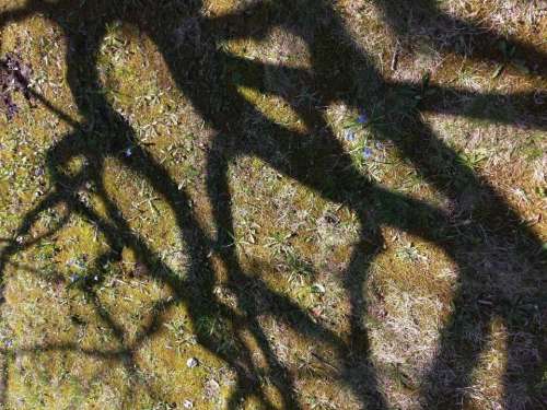 pattern shadows moss tree branches