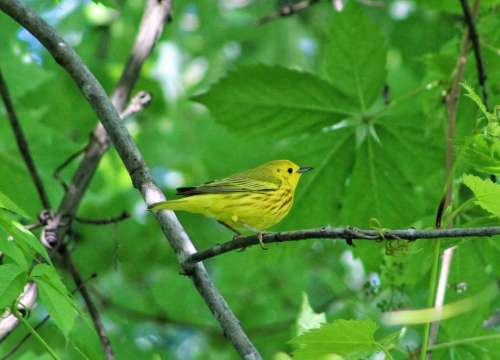 animal bird warbler songbird yellow