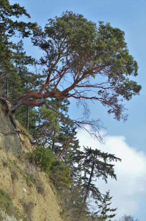 manzanita tree cliff 