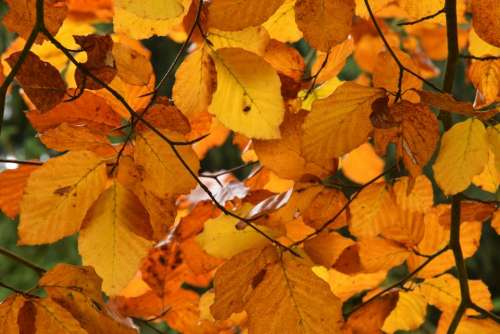 autum leaves leaf foliage color