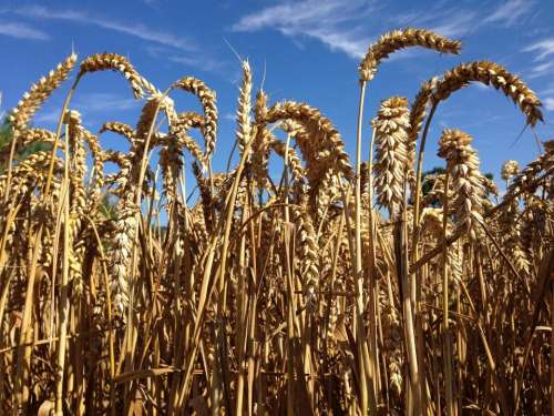 wheat sky field closeup stalks