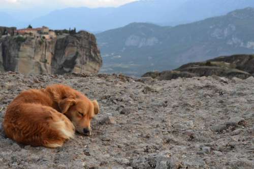 dog stray sleeping outdoors cute