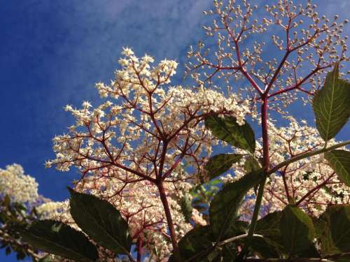 Elderflower elder blossom white sky