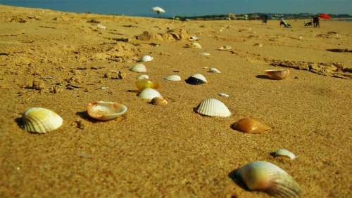 beach shell shells sand sea