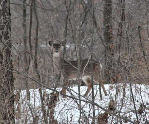 animal deer winter alert watchful