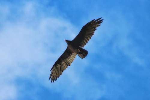 animal bird turkey vulture buzzard