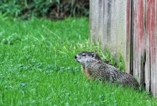 animal rodent groundhog groundpig alert