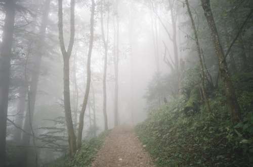 Fog foggy mist surreal forest