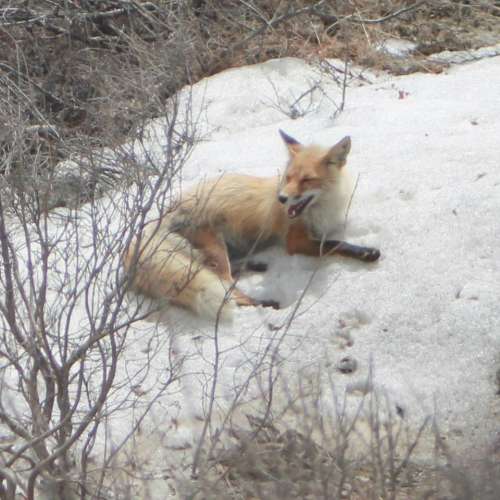 red fox canine wild animal