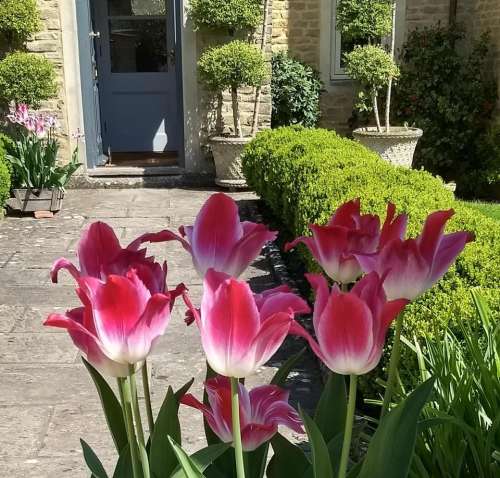 tulips red cottage garden english