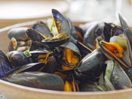 food mussels mussels in white wine