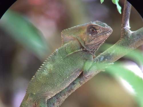 chameleon Costa Rica rain forest reptile lizard 