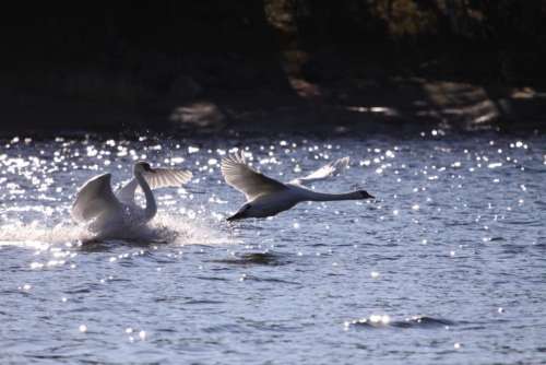 white mute swan   Finnish archipelago beauty wild