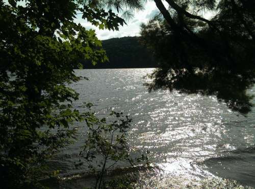 Lake St Catherine Vermont sunlight pine needles