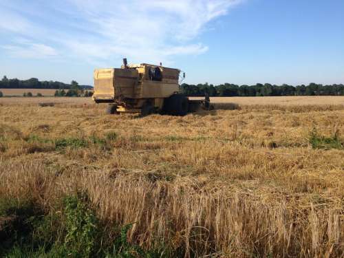 Harvest combine harvester field wheat agriculture