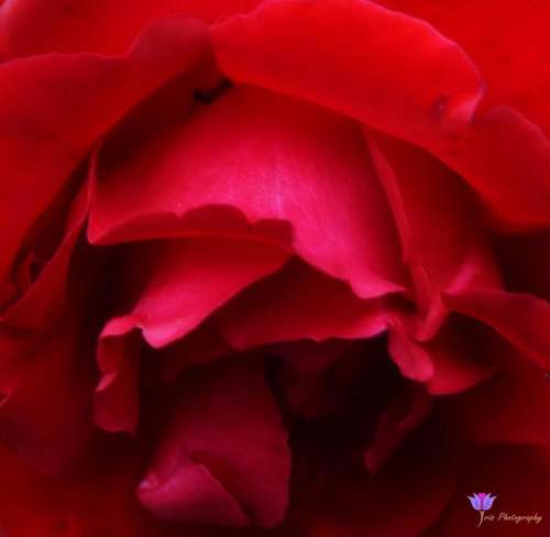 Red rose rose flower floral 