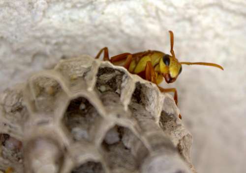 insect wasp hornet